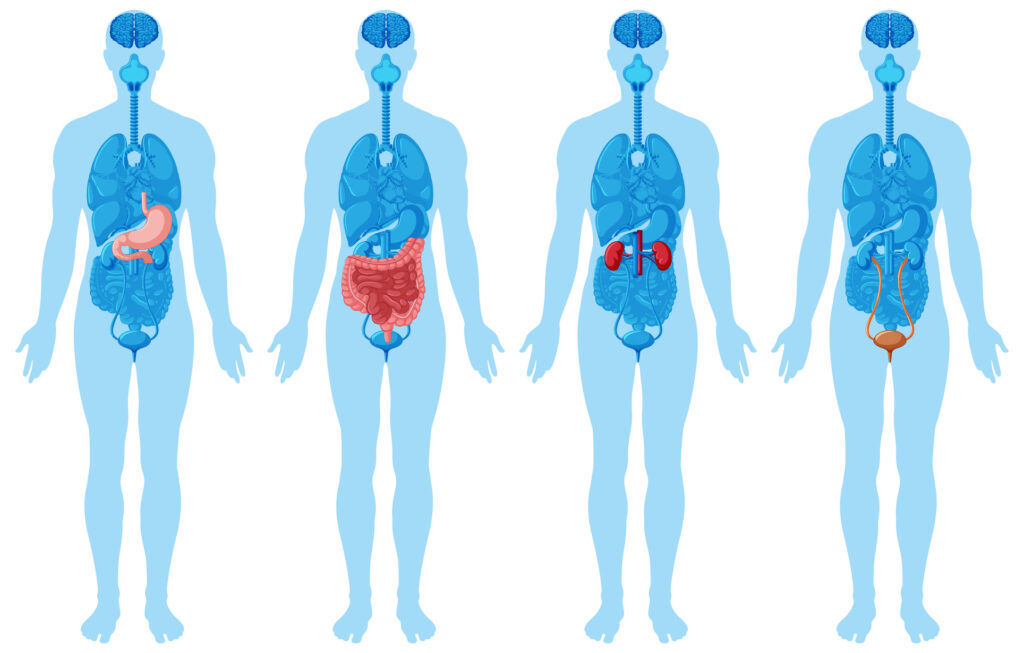 What happens when my organs are stuck together