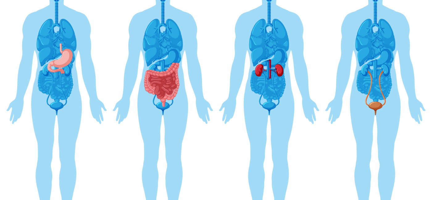 What Happens When My Organs Are Stuck Together?